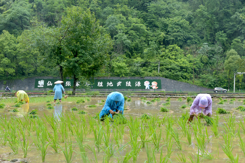 端午假期冒雨插秧，張家界黃龍洞景區(qū)生態(tài)田園農(nóng)事忙